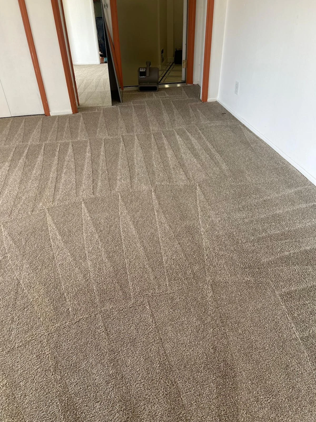 Freshly washed carpet with clean extraction lines — the same deep-wash care we give sofas